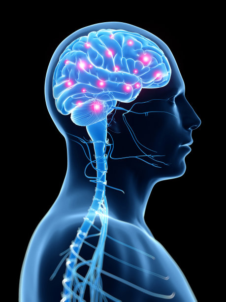 计算机生成的活跃大脑图片下载