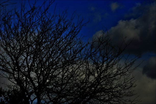 蓝色的天空树图片下载