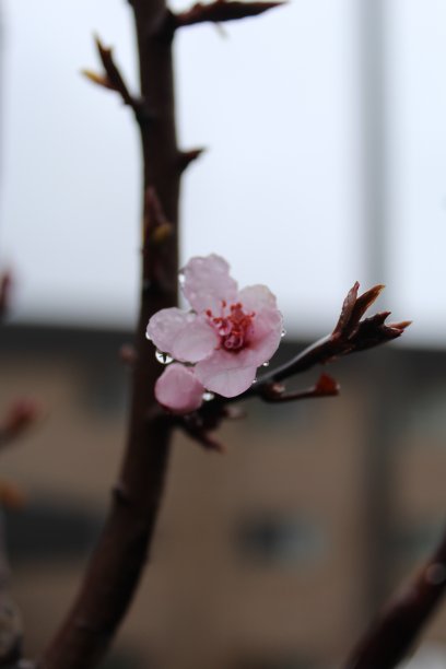 春季粉红樱花特写图片下载