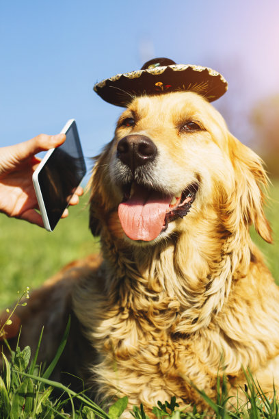 戴着宽边帽和电话的金毛寻回犬图片下载