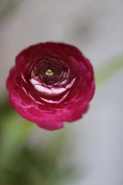 红色花毛茛属植物。图片下载