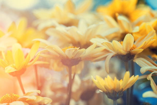 复古花草坪为背景素材图片