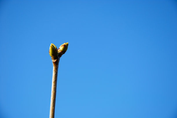 春天的花蕾图片下载