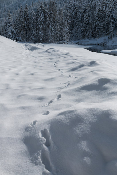雪中动物的足迹素材图片