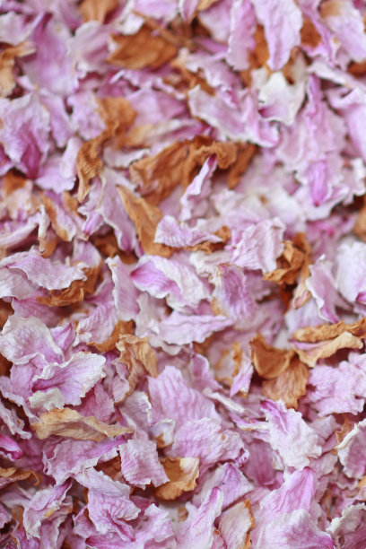 樱花的花瓣图片下载