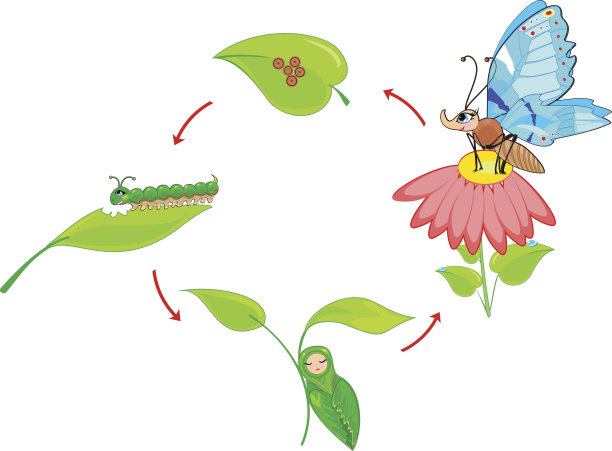 蝴蝶的生命周期图片下载