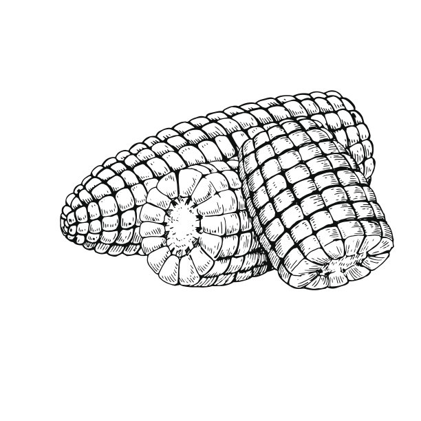 玉米芯手绘矢量图。孤立的蔬菜雕刻风格对象图片下载
