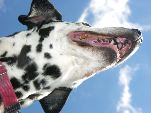 飞行Dalmation 2图片下载