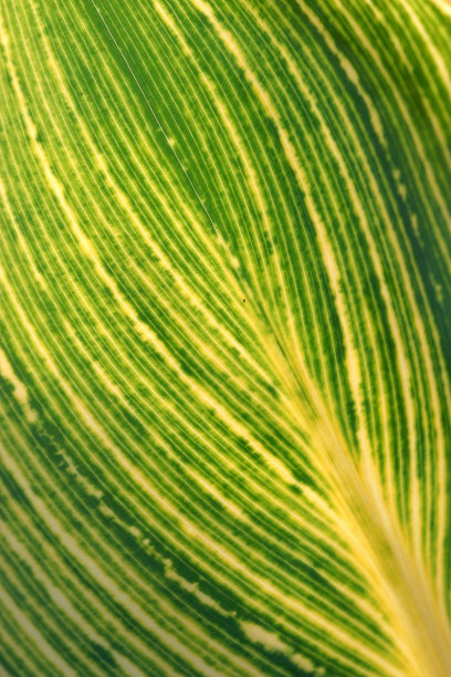 叶细节图片下载