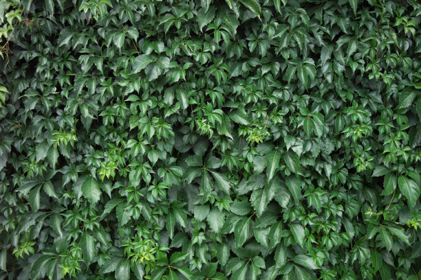 葛水平图片下载