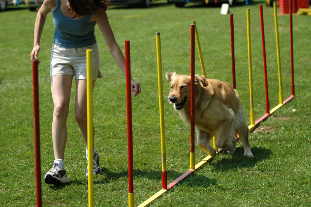 戈尔迪图片下载
