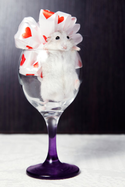 小仓鼠在一个装饰着蝴蝶结的玻璃杯里图片下载