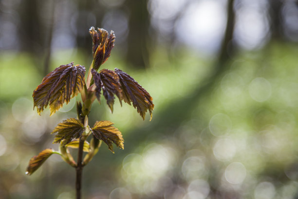 树叶的图片模糊了背影图片下载