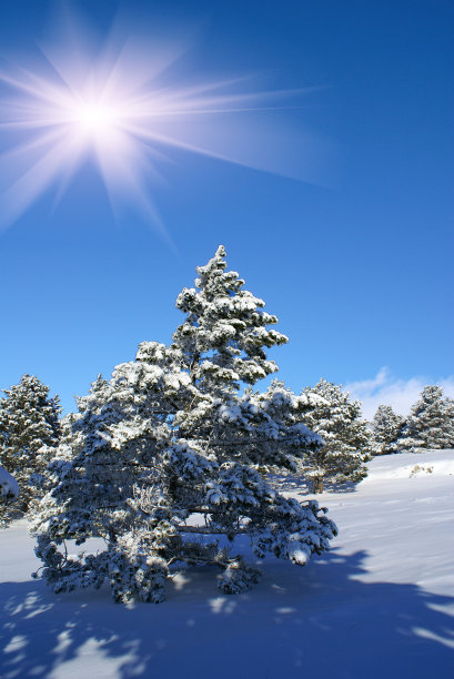 阳光的一天图片下载