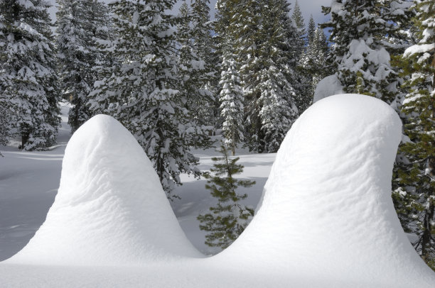 白雪覆盖的小树图片下载