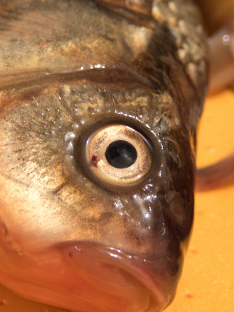 鱼头抽象照片图片下载