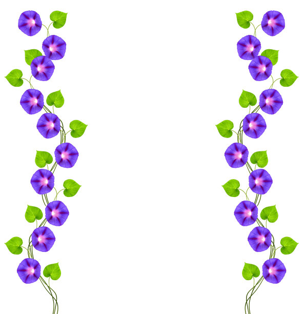 秋色斑斓的牵牛花图片下载