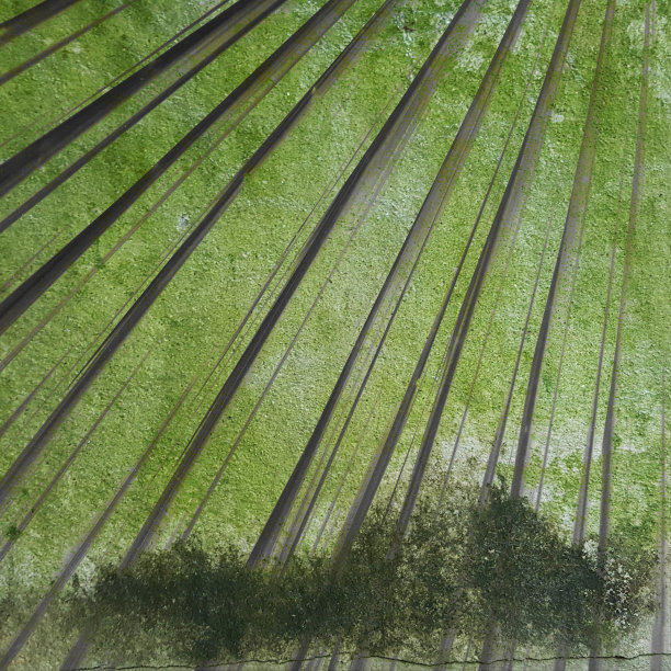 地衣上的叶子质地潮湿图片下载