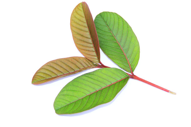 蕾蒙娜de goiabeira。图片下载