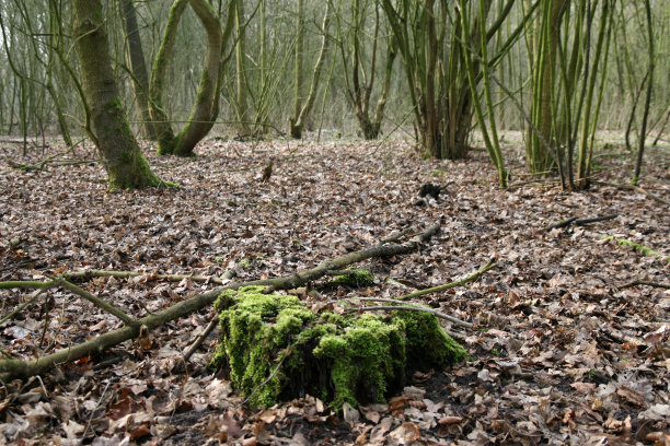 公园里图片下载