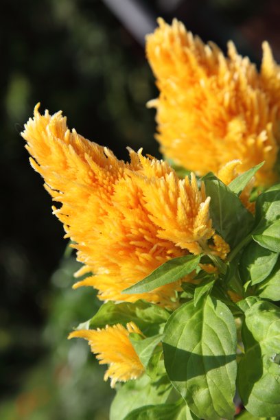 黄天青花(woolflower)花图片下载