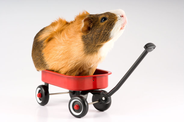 轮子上的豚鼠图片下载