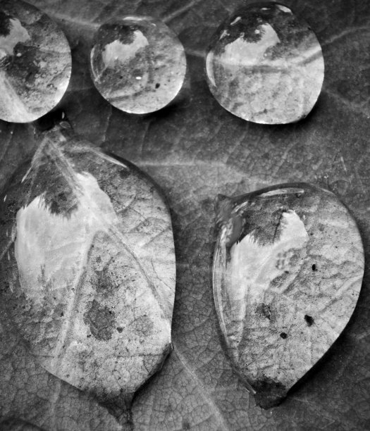 水滴在水沟里反射天空和树上面的叶子图片下载