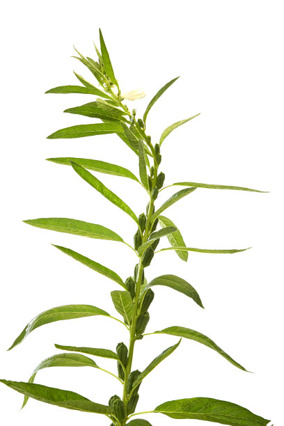 芝麻开花图片下载