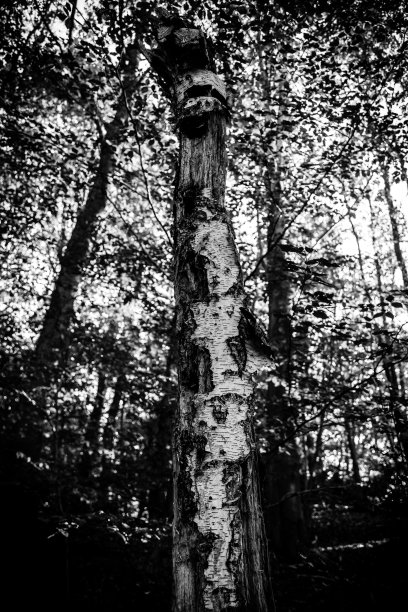 桦树死树图片下载