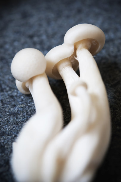 山毛榉蘑菇图片下载