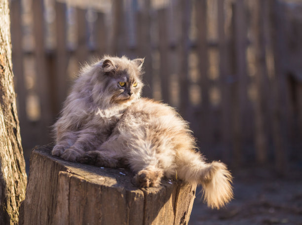 毛茸茸的波斯猫图片下载