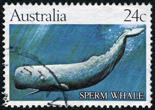 抹香鲸邮票图片下载
