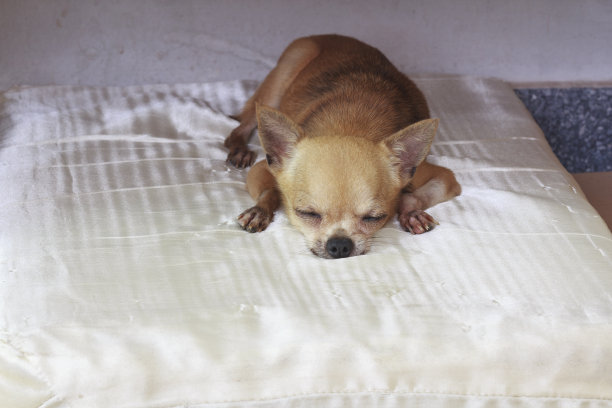 吉娃娃休息图片下载