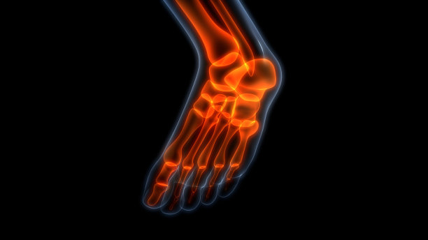 人体骨关节疼痛解剖学(足关节)图片下载