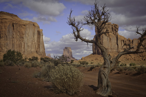 纪念碑谷与浮木树和灌木图片下载