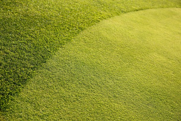 绿草背景XXL图片下载