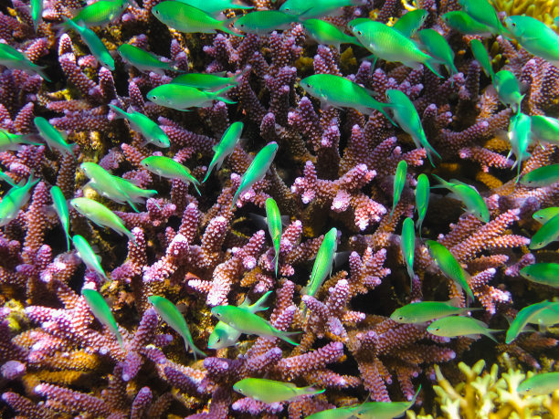 五颜六色的珊瑚礁图片下载