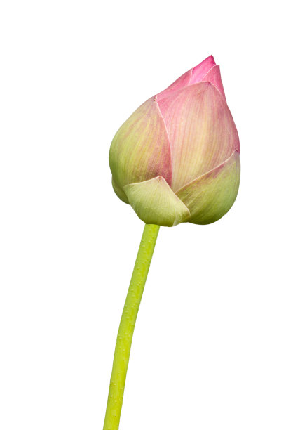 粉红色的莲花图片下载