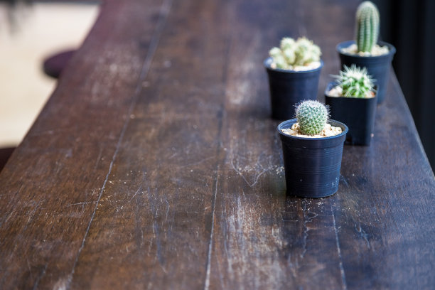 木桌上有一组仙人掌图片下载