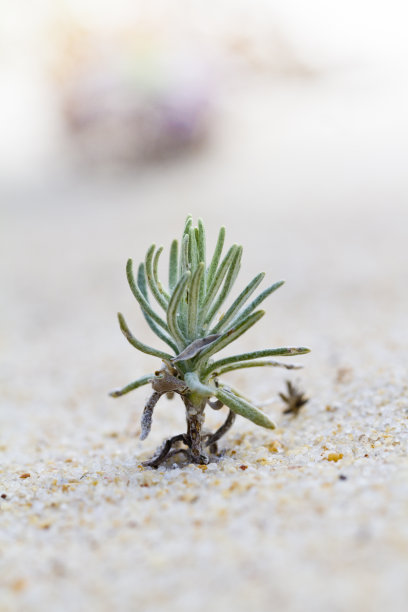 海岸沙丘植物图片下载