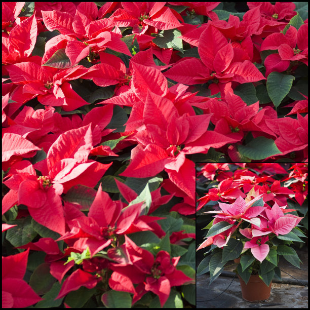 红色一品红花(大戟)，特写图片下载