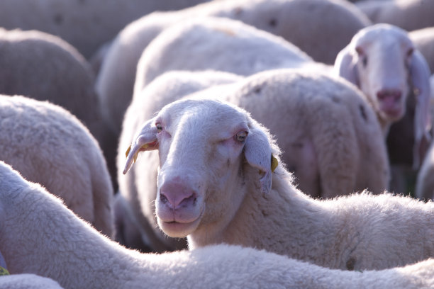 来点亮小绵羊图片下载