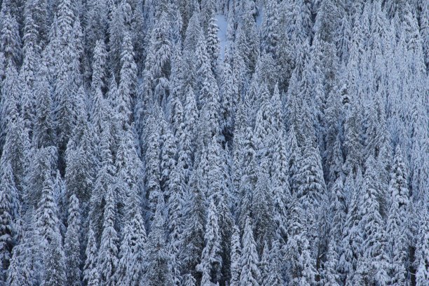 雪树图片下载