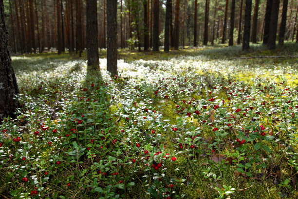 夏季森林林间空地，有大而美丽的红莓蔓越橘图片下载