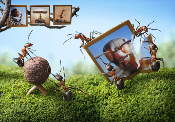 暗箱和摄影师的糟糕视角，蚂蚁的故事图片下载