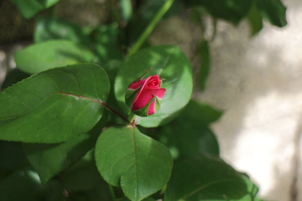 红玫瑰图片下载