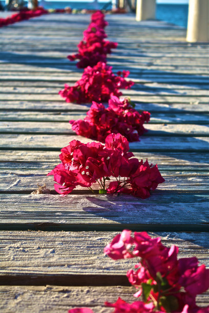 沿着码头叶子花属图片下载