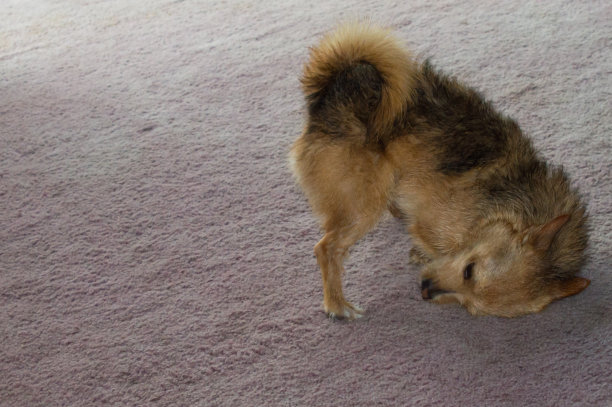 小狗玩图片下载