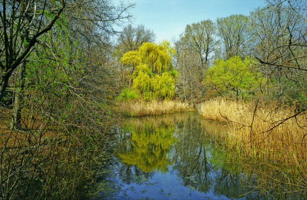 中央公园的春天图片下载