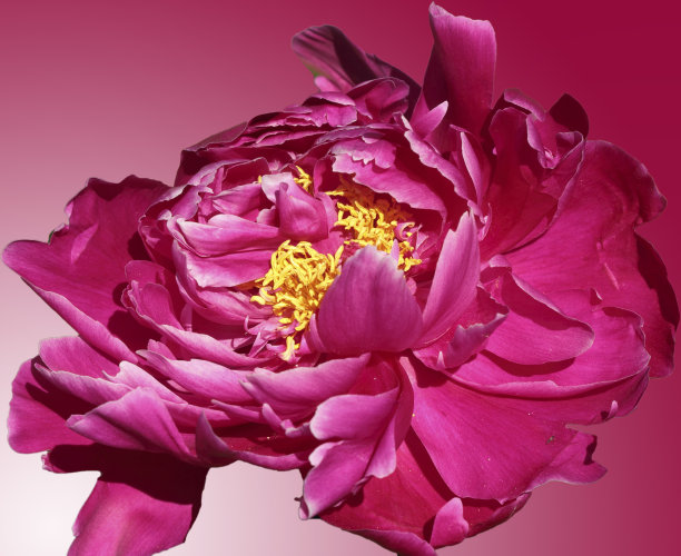 花背景与粉红色牡丹花瓣图片下载